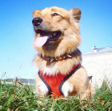 Load image into Gallery viewer, 1PC Adjustable Soft Breathable Dog Harness Nylon Mesh Vest Harness for Dogs Puppy Collar Cat Pet Dog Chest Strap Leash - Ole Misc.