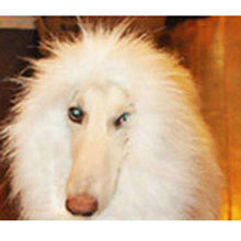 Load image into Gallery viewer, Cute Pet Cosplay Clothes Transfiguration Costume Lion Mane Winter Warm Wig Cat large Dog Party Decoration With Ear Pet Apparel - Ole Misc.